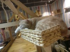 -小时光咖啡馆(开森度假森林店)