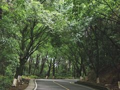 -铁山坪森林公园