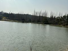 -宜兴龙背山森林公园