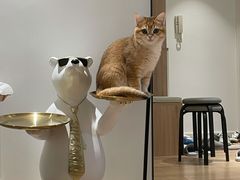 -东方名猫馆·英短金渐层布偶猫舍(环线广场1号楼店)