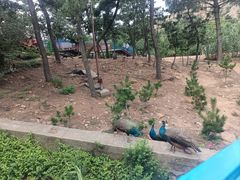 -西霞口神雕山野生动物世界