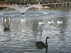 -溱湖国家湿地公园