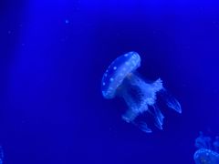 -芜湖新华联大白鲸海洋公园