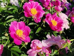 -长春公园(普阳街道)