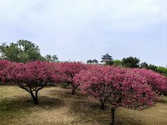 -莲花池公园