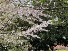 -苏州上方山国家森林公园