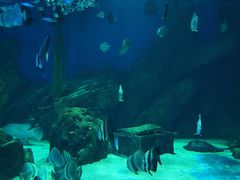 -锦艺城海洋馆