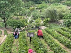 -青岛崂山太清宫