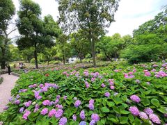 -上海共青森林公园