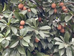 -科尔海悦酒店·柏顿花园餐厅(清河东路店)