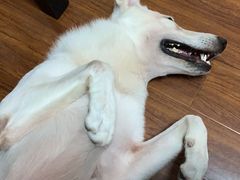 -宠物之家Pets Home 宠物寄养酒店