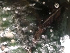 -稻香村鱼庄