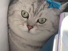 -关爱宠物医院·猫科中心·消化科(滨湖万达分院)