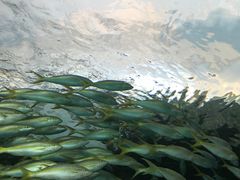 -瑞普利水族馆