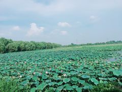 -焦岗湖旅游度假区