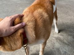 -柴犬高等学院·狗咖·柴犬售卖·宠物训练