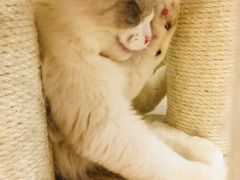 -酷豆宠物咖啡·宠物美食·撸猫馆