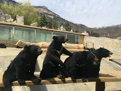 -东方熊牧场