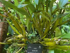 -深圳仙湖植物园