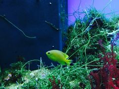 -御唐府海珊瑚主题餐厅