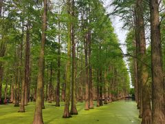 -渌洋湖湿地公园