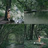 黄山｜闯进绿野仙踪仙踪的森林里 🌿