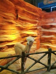 -酷嗒动物文化乐园(cutezoo西溪乐天城店)