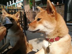 -柴犬高等学院·狗咖·柴犬售卖·宠物训练