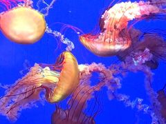 -上海海洋水族馆