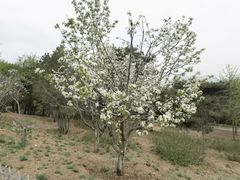 -北京西山国家森林公园