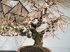 -香雪海