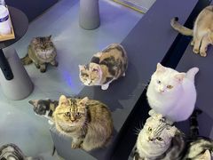 -极木²邸 人与宠物·互动社区