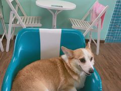 -喵的天空名猫咖啡馆·撸猫·猫舍·用品