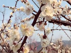 -香雪海