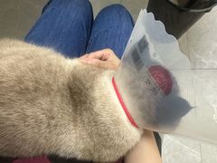 -中农国际动物医院24小时·猫科·骨科·急重症中心