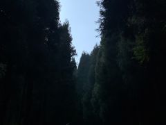 -武陵山森林公园