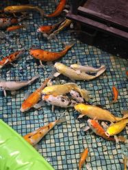 -酷嗒动物文化乐园(cutezoo西溪乐天城店)