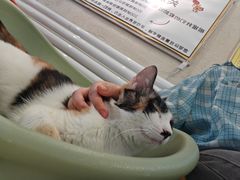 -平行世界·猫咖(首经贸店)