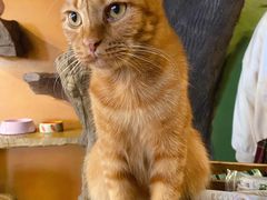 -猫猫幼稚园·撸猫·桌游·电玩