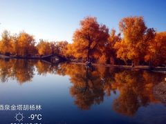 -金塔沙漠胡杨林景区