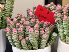 -溪岸路花鸟市场