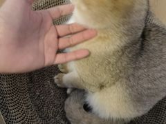 -南京Hallo宠物乐园·哈罗犬舍·柴犬繁育基地