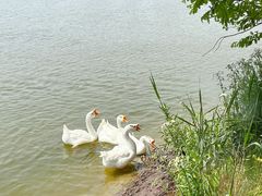 -北京国际鲜花港