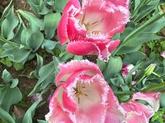 -洛阳郁金香牡丹园