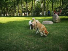 -合肥滨湖国家森林公园