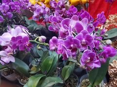 -越秀西湖花市(广州城市广场花卉店)
