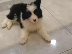 -柴犬小屋·柴餐厅·狗咖食堂(金鼎广场店)