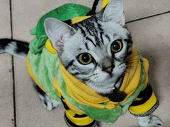 -美联众合宠物医院·爱萌分院·内外科·猫科中心