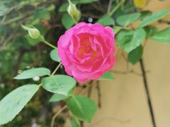 -颐和路民国时期公馆风貌区