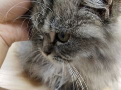 -Heymao猫咖.咖啡厅(东门店)